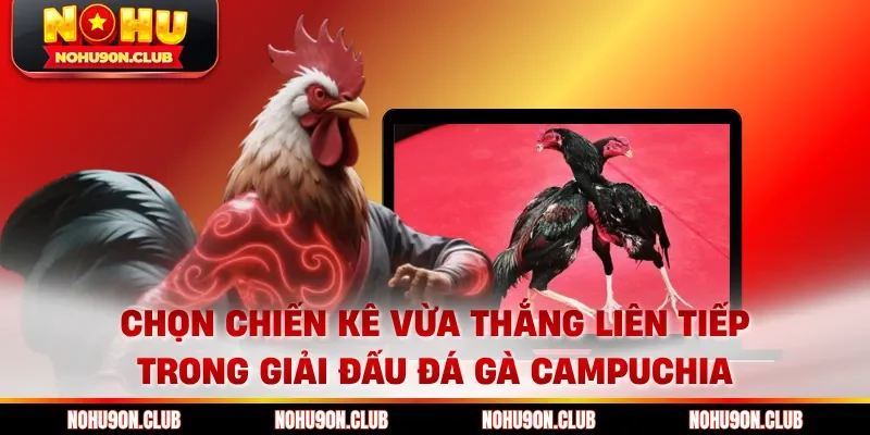 Chọn chiến kê vừa thắng liên tiếp trong giải đấu đá gà Campuchia