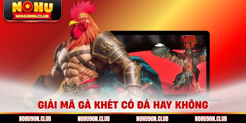 Giải mã gà khét có đá hay không