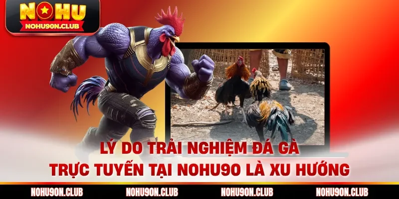 Lý do trải nghiệm đá gà trực tuyến tại Nohu90 là xu hướng